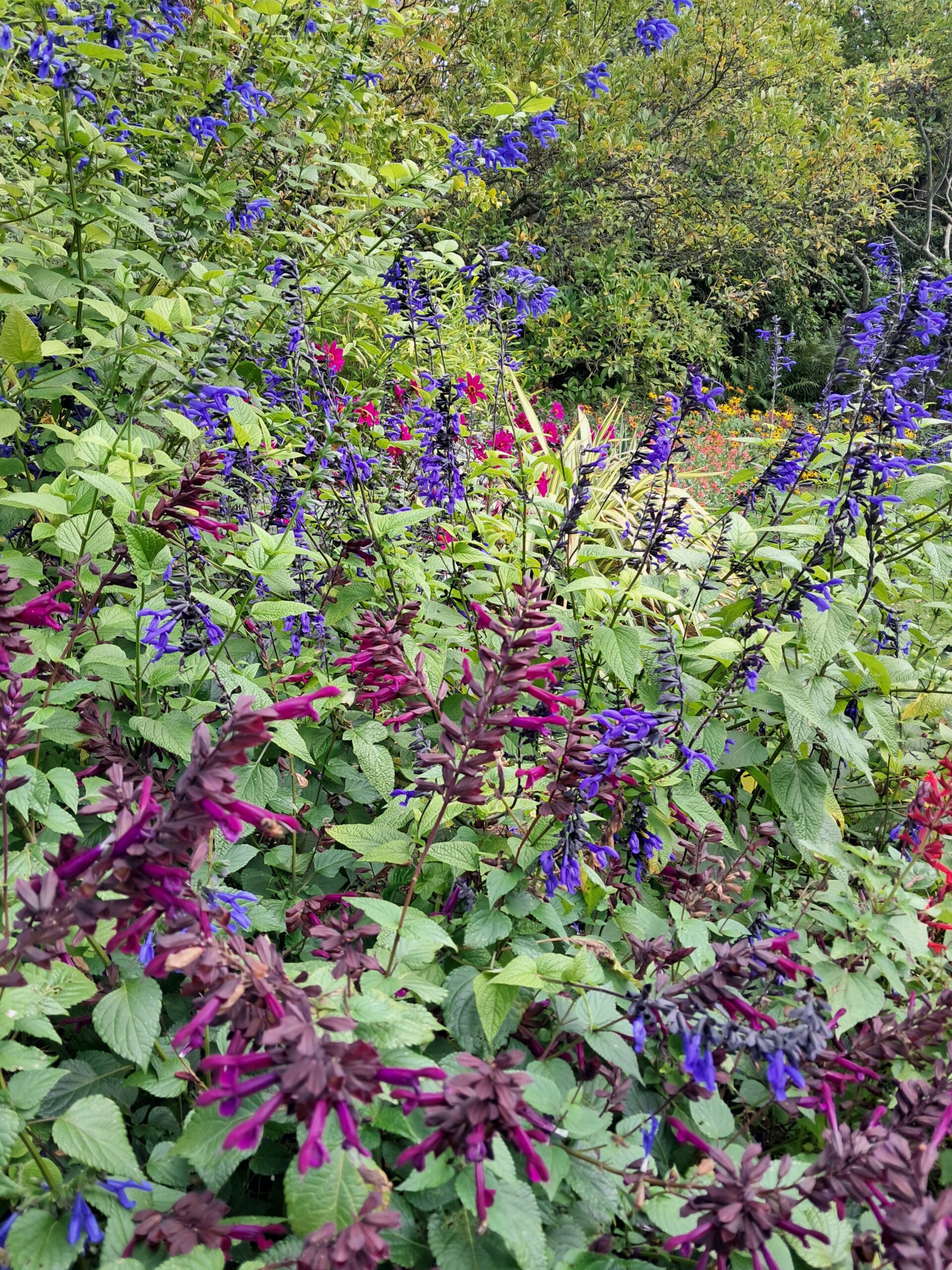 Great Comp Garden Visit 25/10/2025